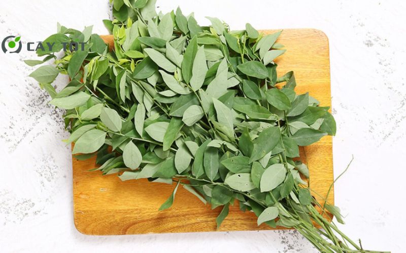 Hạt Giống Rau Ngót Cao Sản