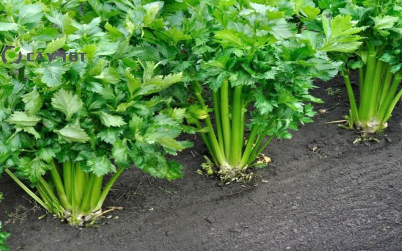 Hạt Giống Rau Cần Thái