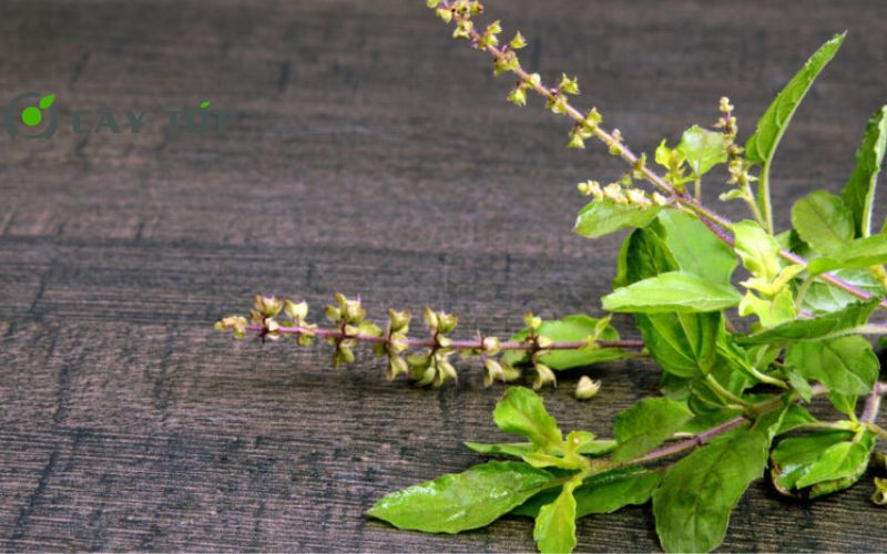 Hạt Giống Rau Thơm Quế Tím