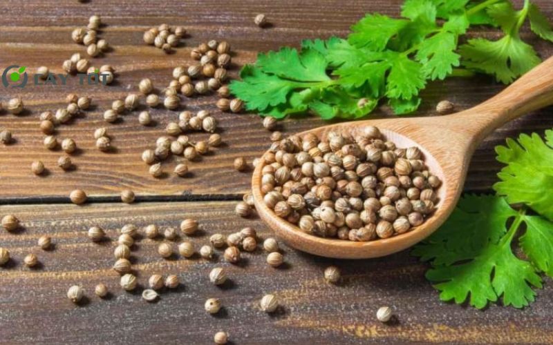 Hạt Giống Rau Mùi Ta