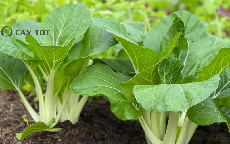 Hạt Giống Cải Bẹ Trắng F1