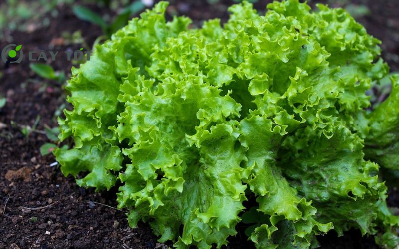 Hạt Giống Rau Xà Lách Đá