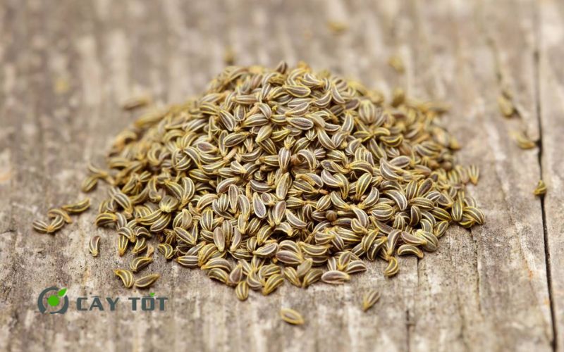 Hạt Giống Rau Tập Tàng Đỏ