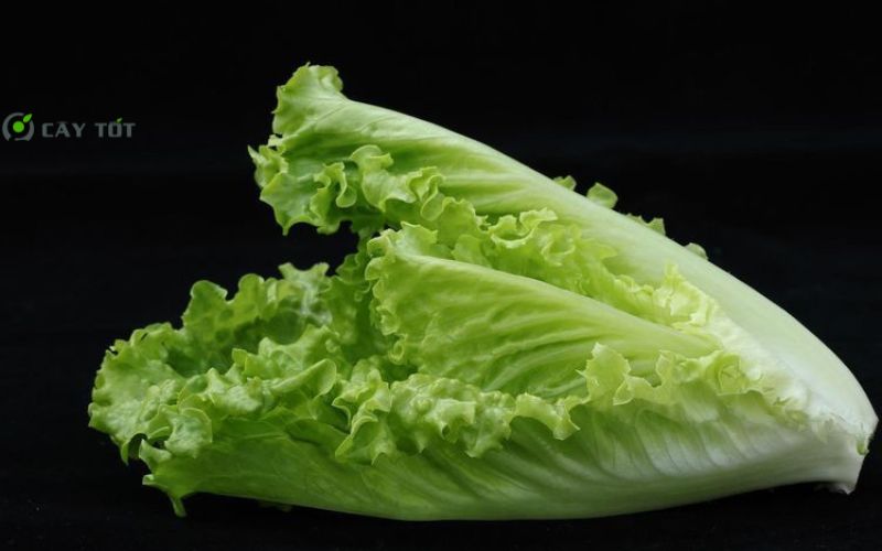 Hạt Giống Xà Lách Sừng