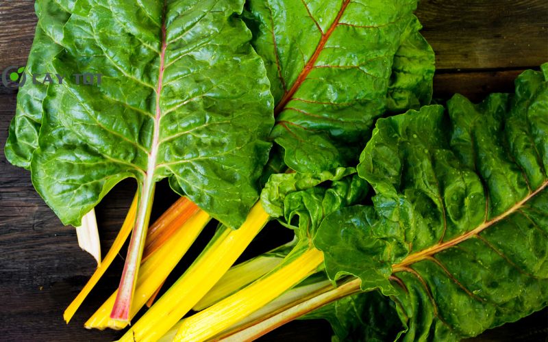 Hạt Giống Cải Cầu Vồng Vàng