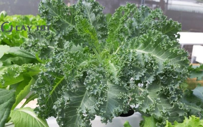 Hạt Giống Cải Xoăn Ý