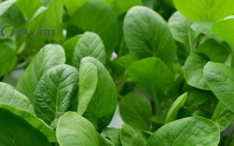 Hạt Giống Cải Lá Non