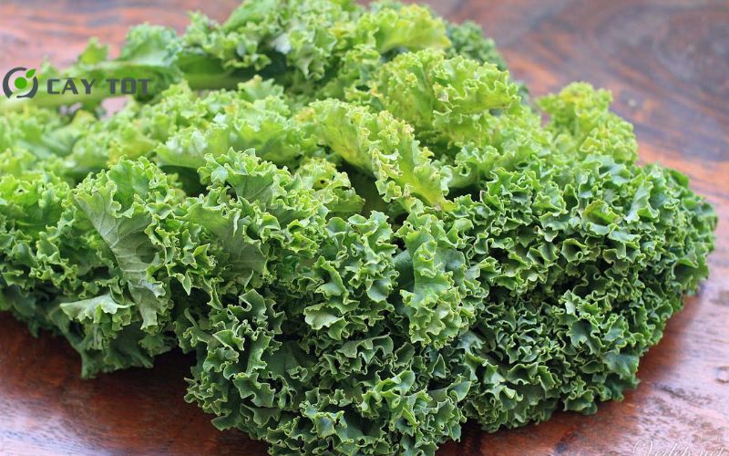 Hạt Giống Cải Bẹ Xoăn