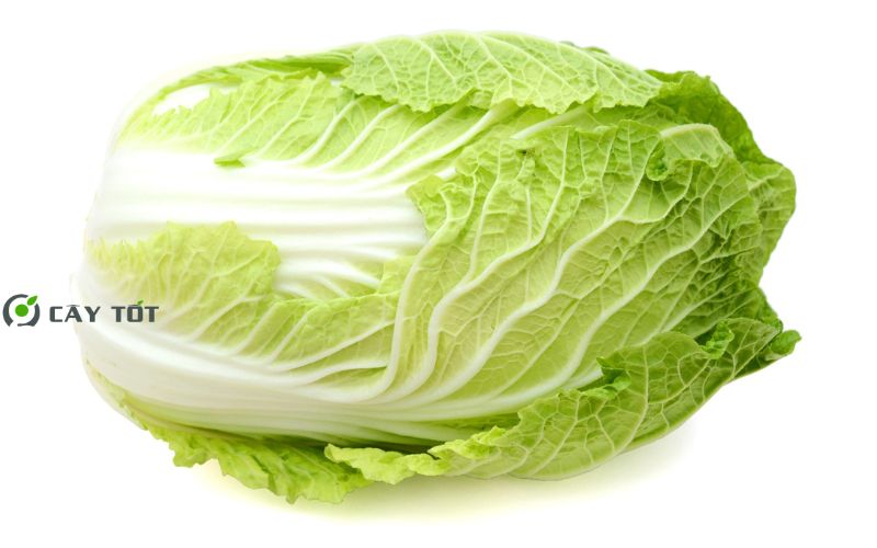 Hạt Giống Cải Thảo Hàn Quốc