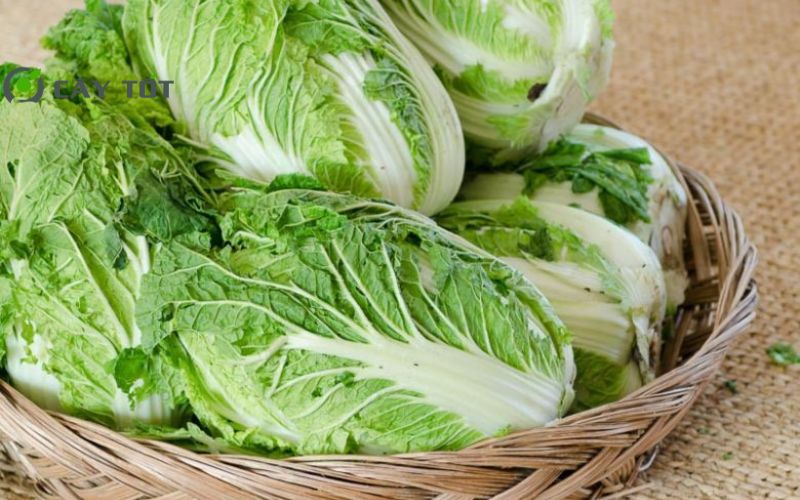 Hạt Giống Cải Thảo Chịu Nhiệt