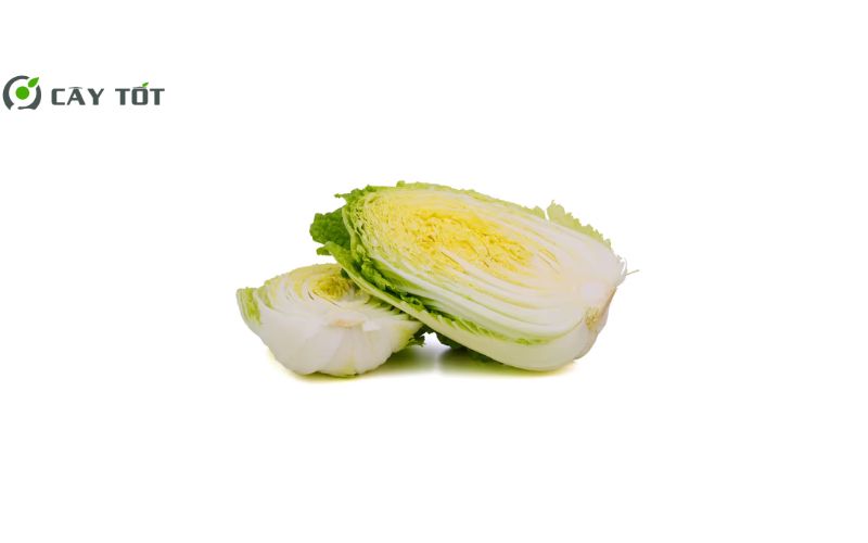 Hạt Giống Cải Thảo Mini