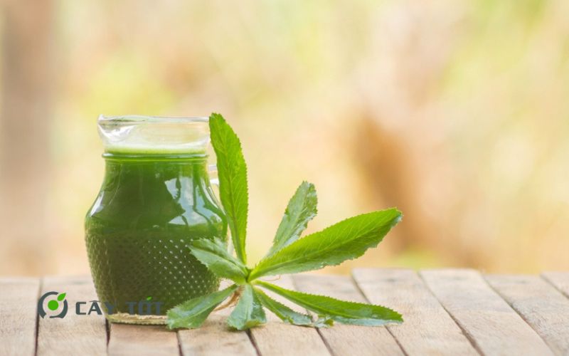 Hạt Giống Rau Mùi Tàu Thái