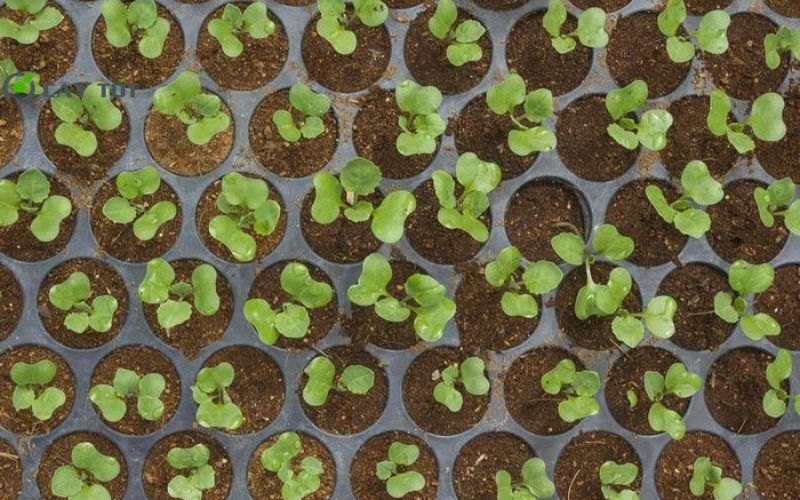 Hạt Giống Cải Thảo Đài Loan