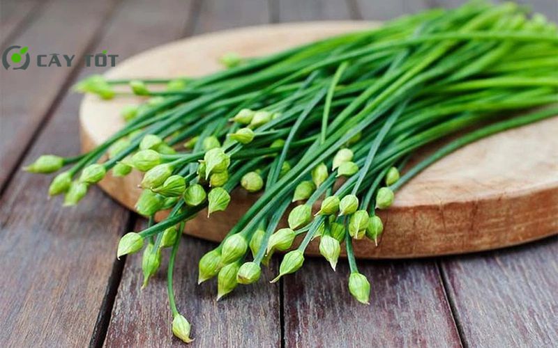 Hạt Giống Hẹ Lá To