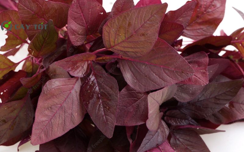 Hạt Giống Rau Dền Ngũ Sắc