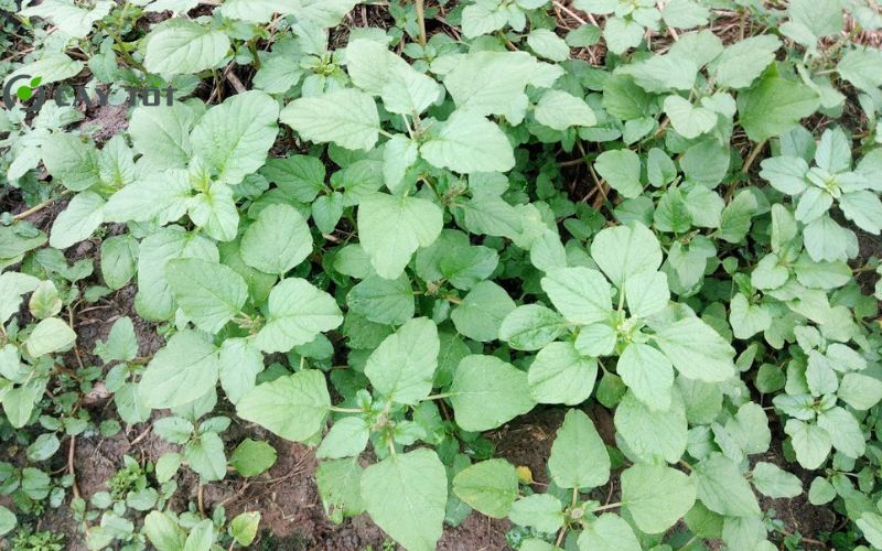 Hạt Giống Rau Dền Cơm