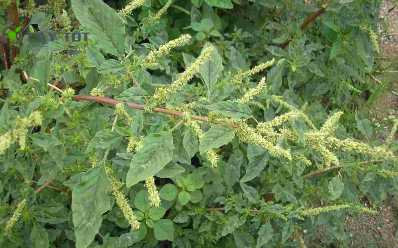 Hạt Giống Rau Dền Gai Cao Sản