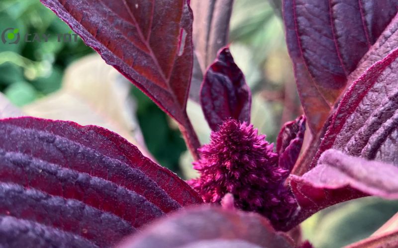 Hạt Giống Rau Dền Đỏ Cao Sản