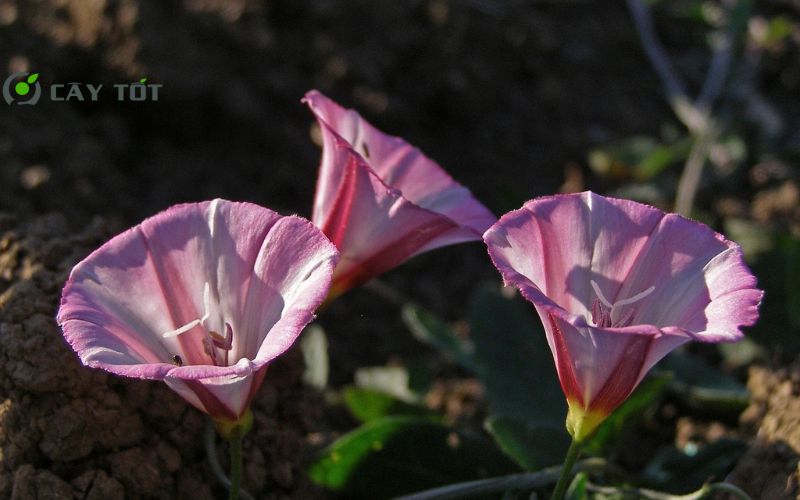 Hạt Giống Rau Muống Hồng