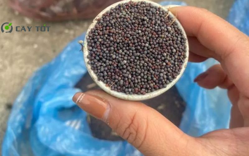 Hạt Giống Rau Muống Chịu Hạn