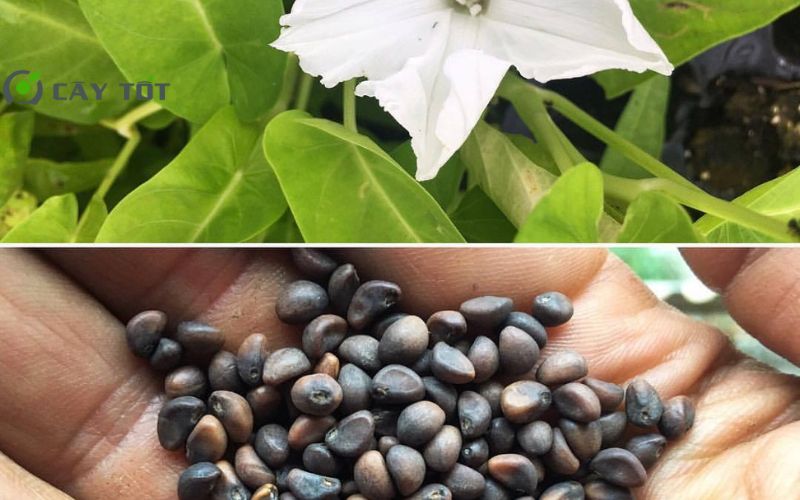 Hạt Giống Rau Muống Chịu Nhiệt