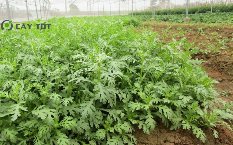 Hạt Giống Cải Cúc Đà Lạt