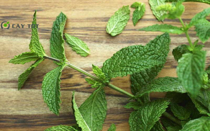 Hạt Giống Rau Húng Bạc Hà