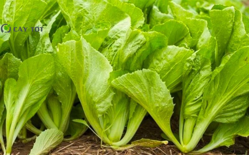 Hạt Giống Cải Xanh Lai