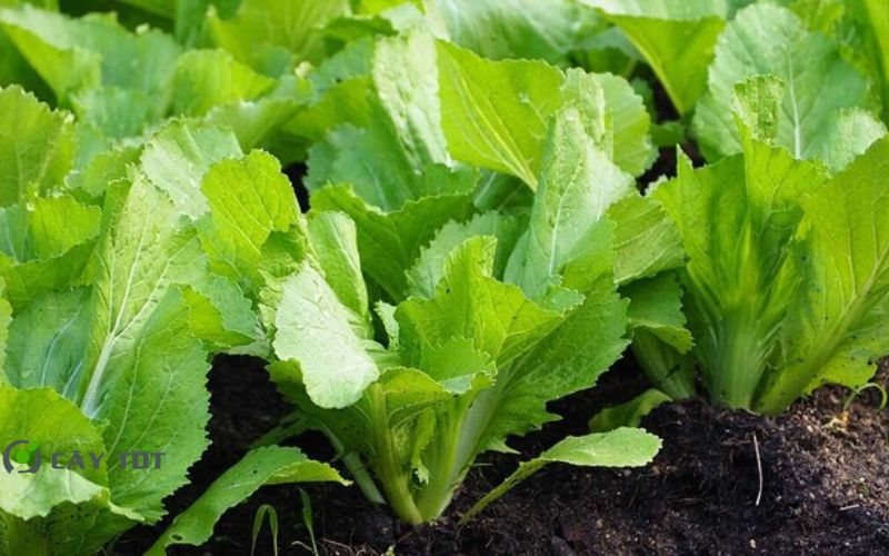 Hạt Giống Cải Bẹ Dưa