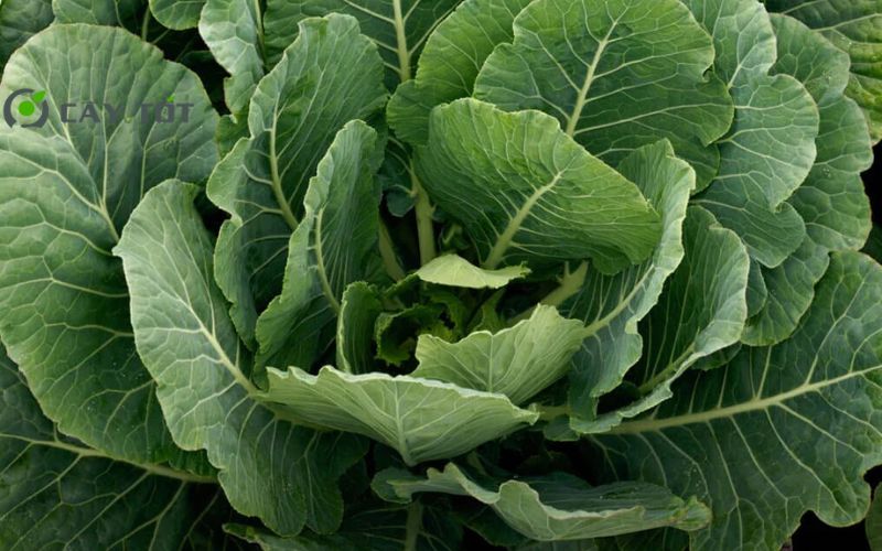 Hạt Giống Rau Cải Bẹ F1