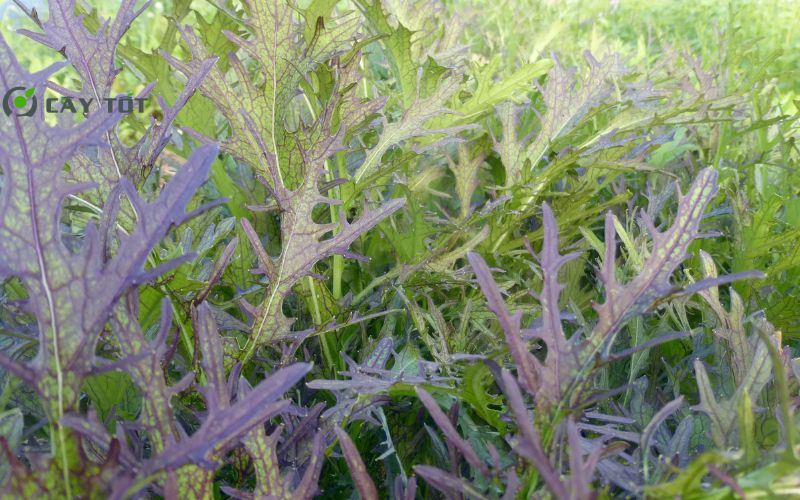 Hạt Giống Rau Cải Ngồng Tím