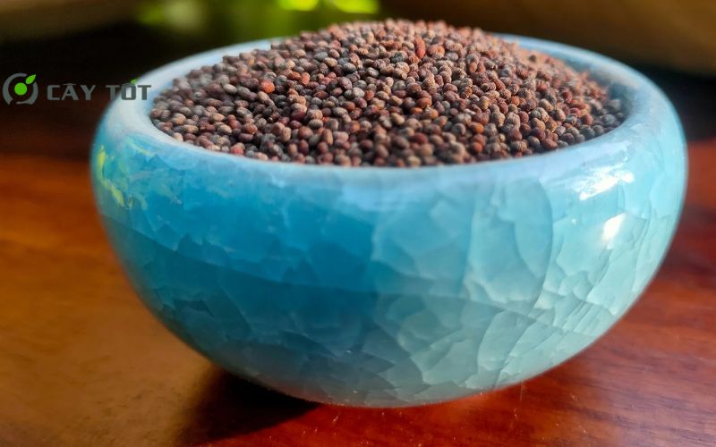 Hạt Giống Cải Bẹ Xanh Xuân Hè