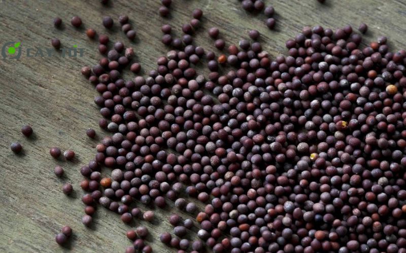 Hạt Giống Cải Xanh Mùa Mưa