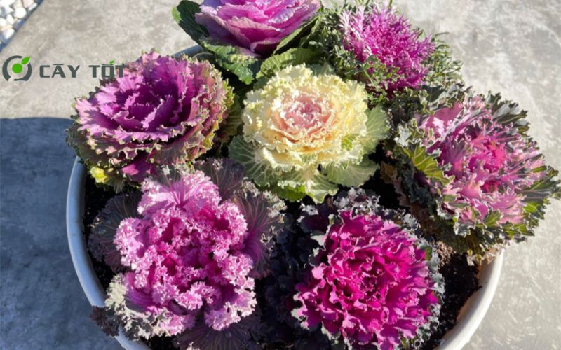 Hạt Giống Cải Bẹ Xanh Tím