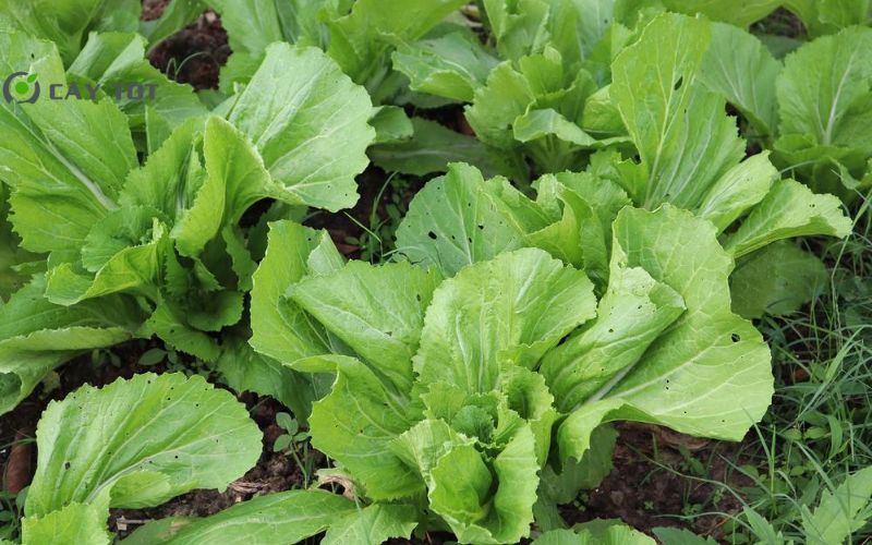Hạt Giống Cải Bẹ Xanh Mỹ