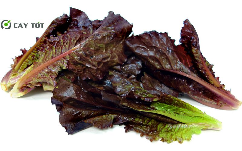 Hạt Giống Xà Lách Roma Đỏ