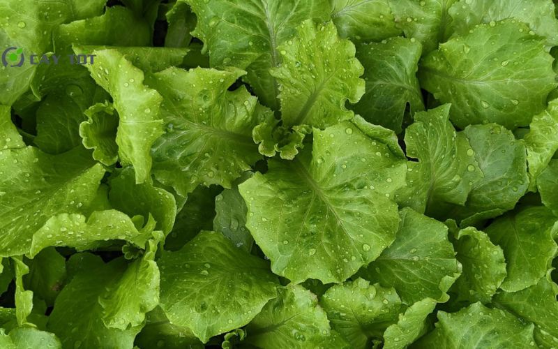 Hạt Giống Xà Lách Mỡ Đà Lạt