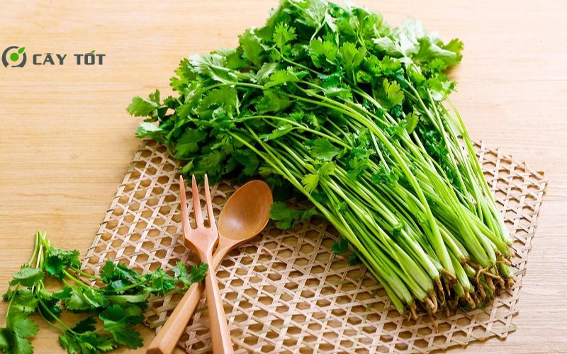 Hạt Giống Rau Mùi Nhật