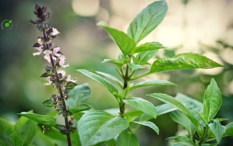 Hạt Giống Rau Húng Cây Tím