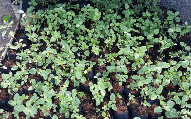 Hạt Giống Rau Ngót Tím