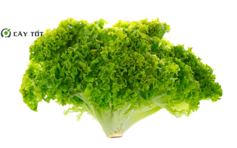 Hạt Giống Xà Lách Xanh Xoăn