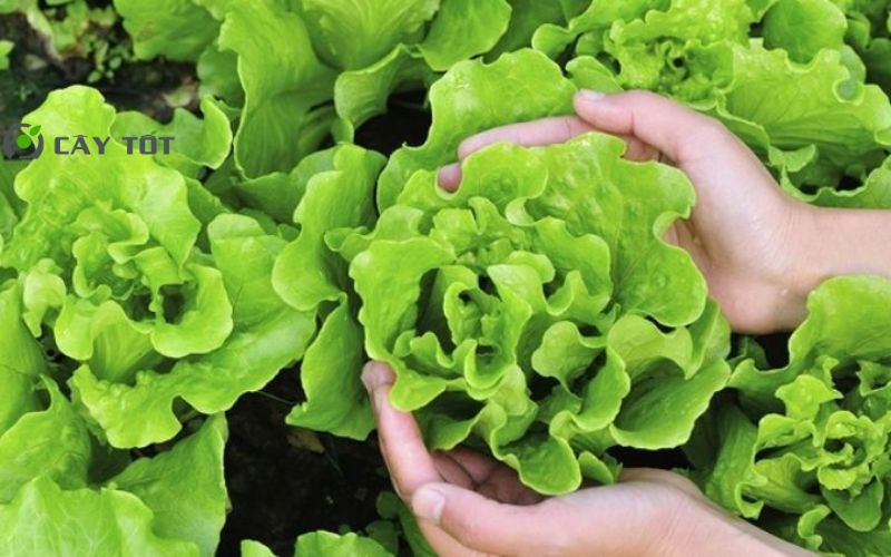 Hạt Giống Xà Lách Cuộn