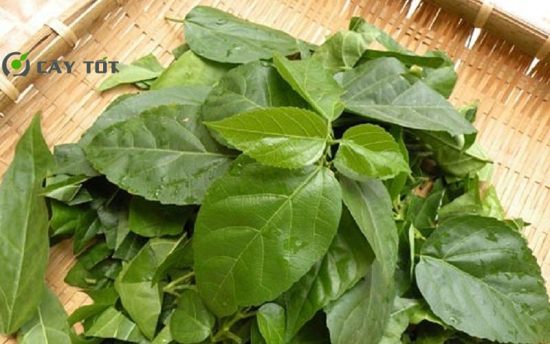 Hạt Giống Rau Thơm Tổng Hợp F1