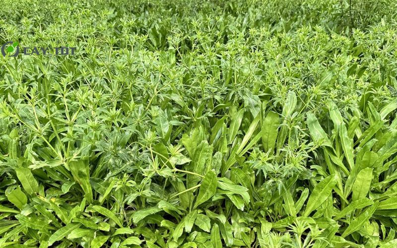 Hạt Giống Mùi Tàu Cao Sản