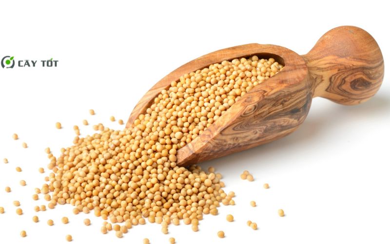 Hạt Giống Cải Bẹ Xanh Hàn Quốc