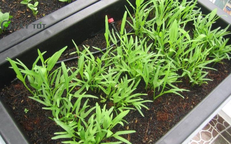 Hạt Giống Rau Muống Mỡ