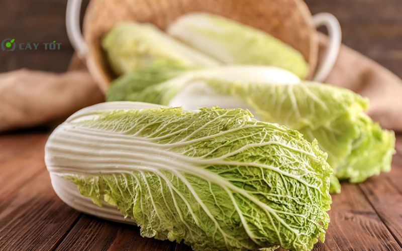 Hạt Giống Cải Thảo Nhật