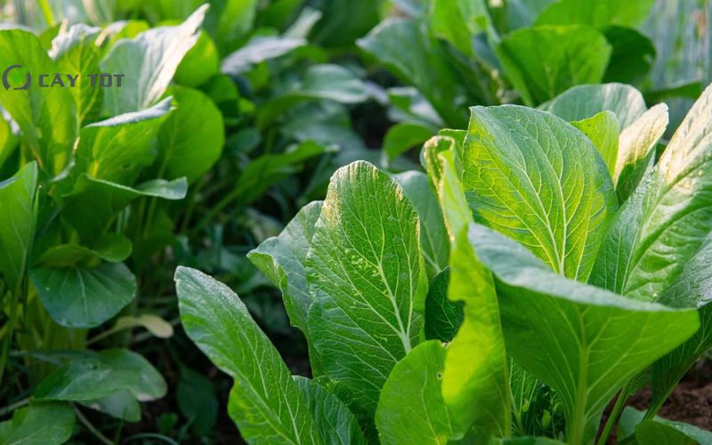 Hạt Giống Cải Bẹ Xanh Đài Loan