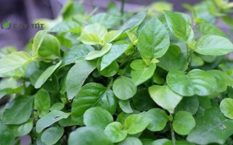 Hạt Giống Rau Ngót F1