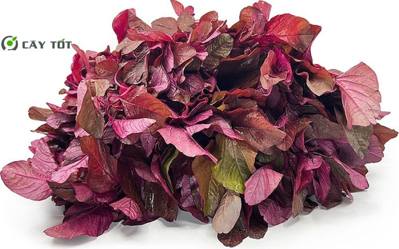 Hạt Giống Rau Dền Tím